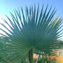 Mexicaanse waaierpalm blad